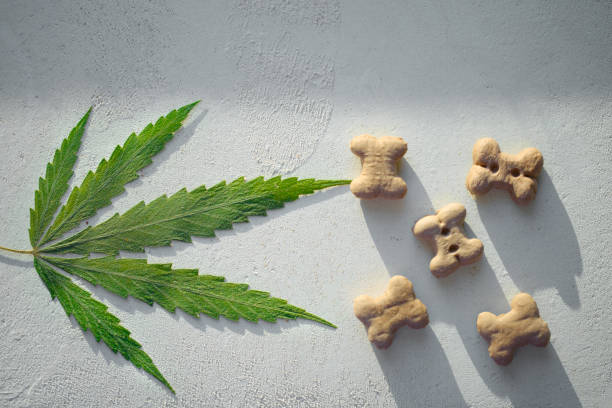 Exploring CBD Treats as a Healthy Snack for Dogs