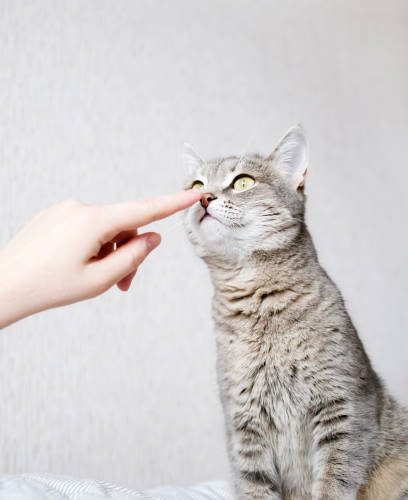 Anxious Cat