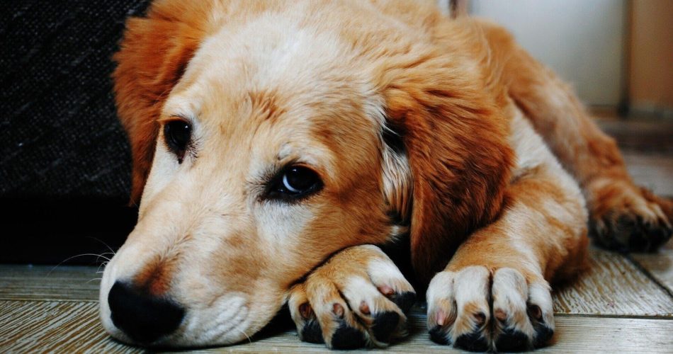 Injured by a Dog