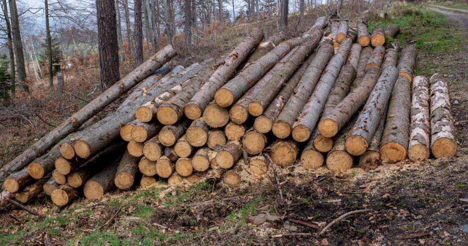 Must-Have Forestry Machines