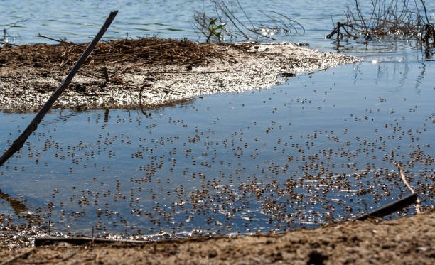 Mosquitoes + Standing Water is a Disaster