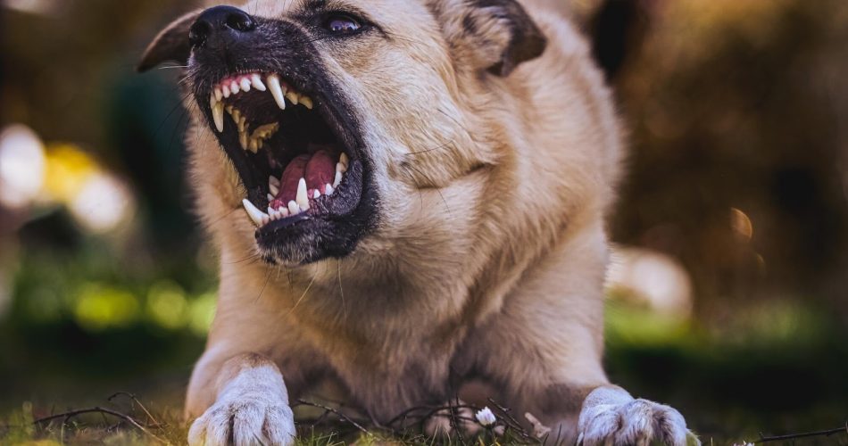 Legal Help for Dog Bite Victims